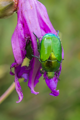 Calomacraspis splendens