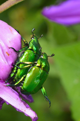 Calomacraspis splendens