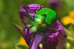 Calomacraspis splendens