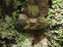 Stropenron hieroglyphica