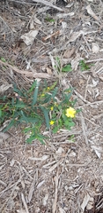 Hibbertia cunninghamii