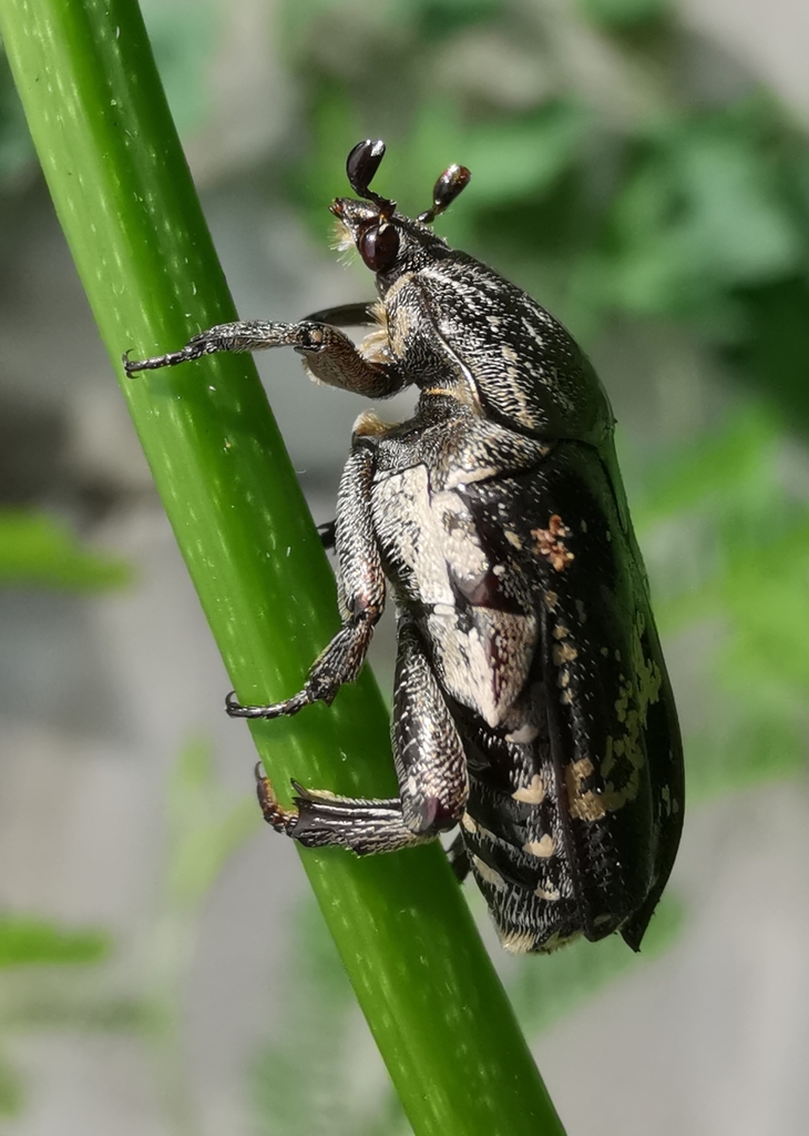 Miksicus