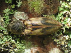 Stropenron hieroglyphica