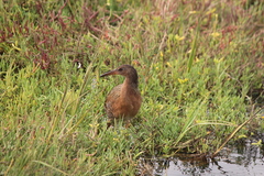 Rallus obsoletus levipes