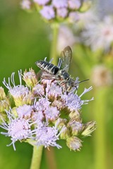 Synocoelioxys