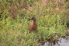 Rallus obsoletus levipes