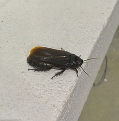 Panesthiinae