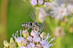 Synocoelioxys
