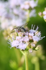 Synocoelioxys