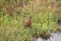 Rallus obsoletus levipes
