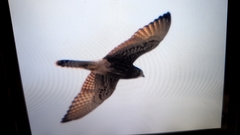 Falco moluccensis