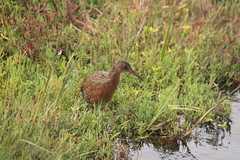 Rallus obsoletus levipes
