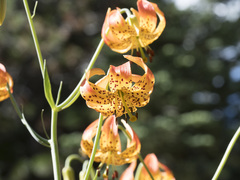 Lilium pardalinum shastense