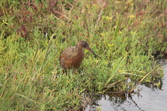 Rallus obsoletus levipes