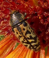 Acmaeodera mixta