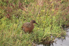 Rallus obsoletus levipes