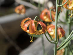 Lilium pardalinum shastense