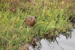 Rallus obsoletus levipes