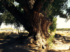 Populus fremontii fremontii