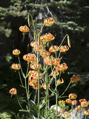Lilium pardalinum shastense
