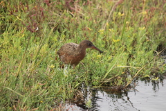 Rallus obsoletus levipes