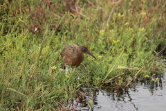 Rallus obsoletus levipes