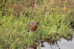 Rallus obsoletus levipes
