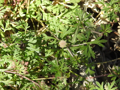 Actinotus gibbonsii