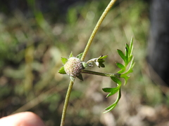 Actinotus gibbonsii