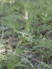Trifolium productum