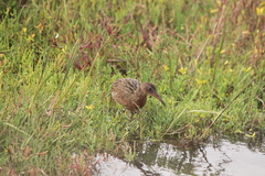 Rallus obsoletus levipes