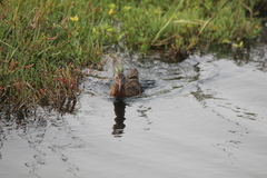 Rallus obsoletus levipes