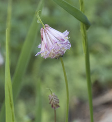 Trifolium productum
