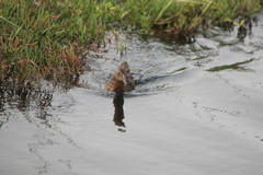 Rallus obsoletus levipes