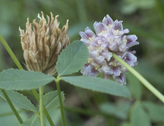Trifolium productum