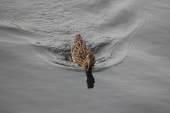 Rallus obsoletus levipes