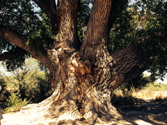 Populus fremontii fremontii