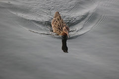 Rallus obsoletus levipes