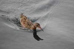 Rallus obsoletus levipes