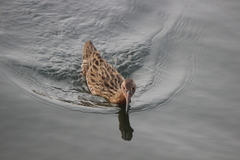 Rallus obsoletus levipes