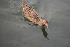 Rallus obsoletus levipes