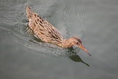 Rallus obsoletus levipes