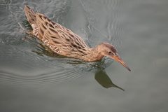 Rallus obsoletus levipes