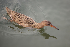 Rallus obsoletus levipes