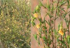 Hermannia aff-denudata