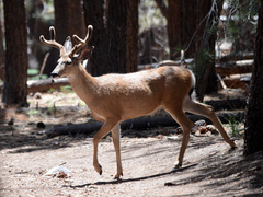 Odocoileus hemionus inyoensis