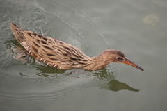 Rallus obsoletus levipes