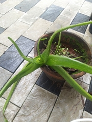 Aloe vera vera