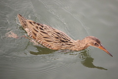 Rallus obsoletus levipes