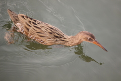 Rallus obsoletus levipes